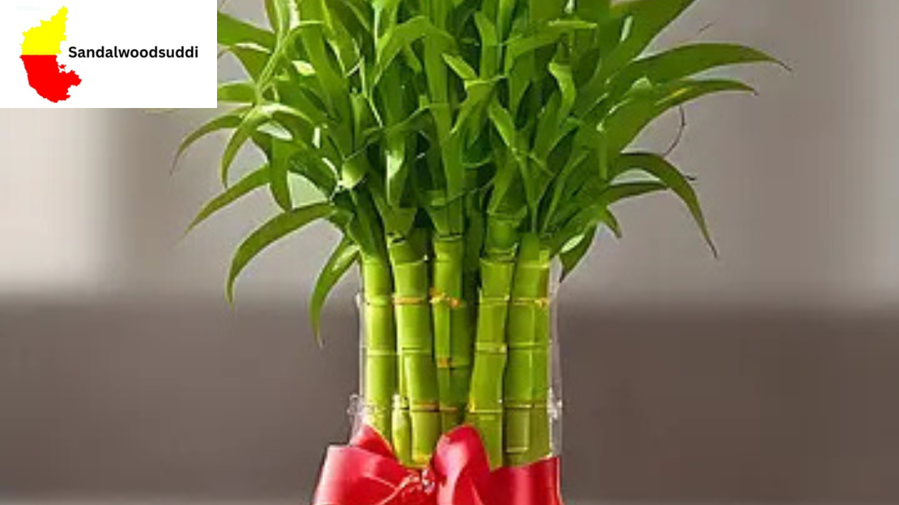 Lucky Bamboo
