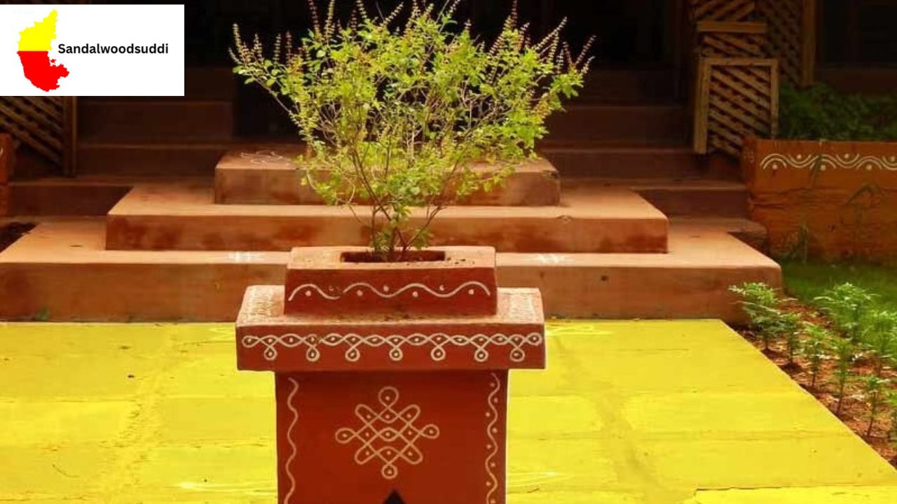 Tulsi Plant Signs at Home