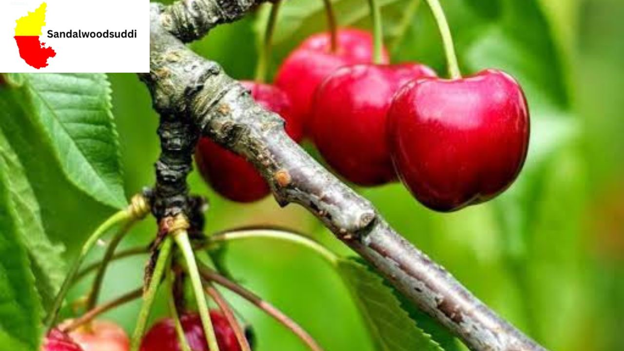 Cherry Benefits