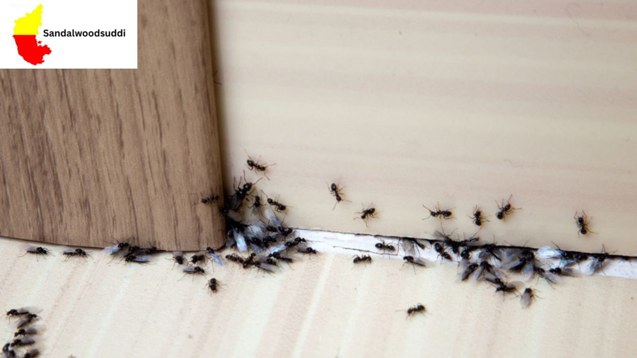 Ants in House Vastu