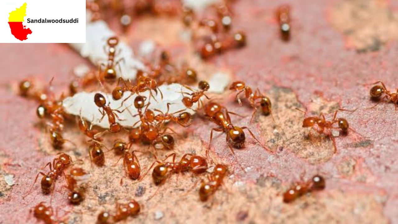 Ants in House Vastu