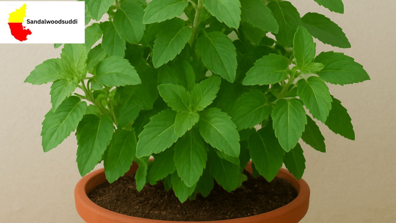 Tulsi Plant Vastu Tips