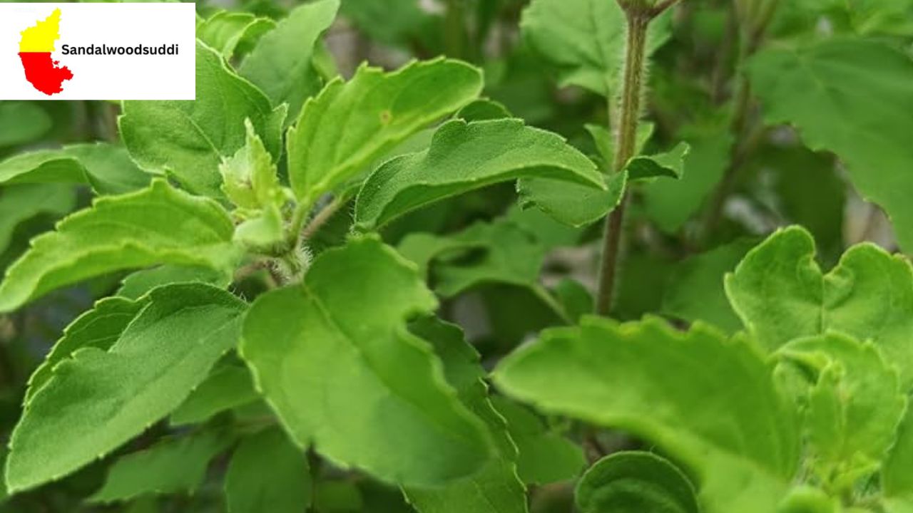 Tulsi Plant Vastu Tips