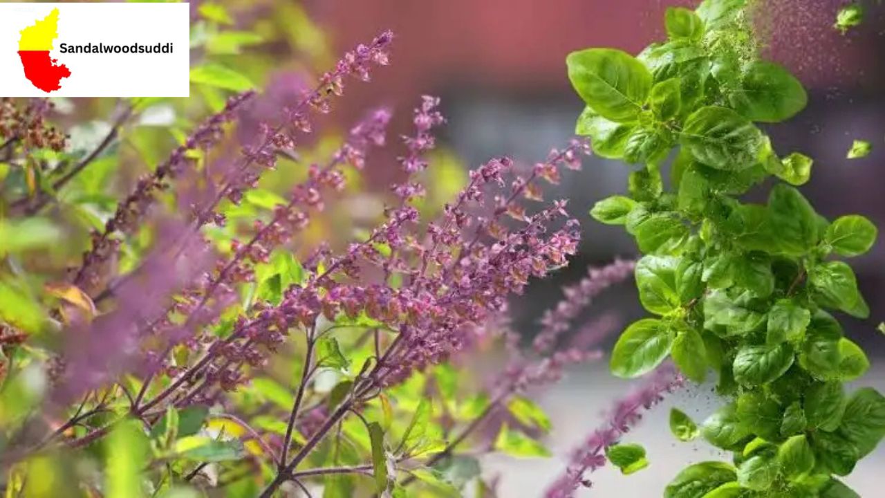 Tulsi Plant Vastu Tips